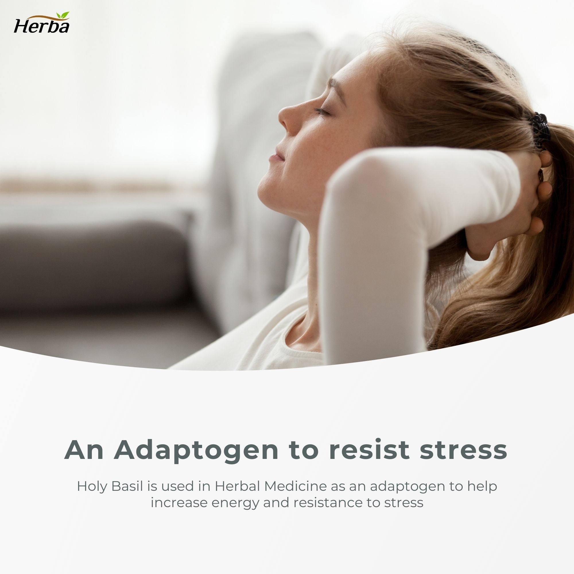 Organic Holy Basil Capsules – 350mg | 120 Vegetable Capsules