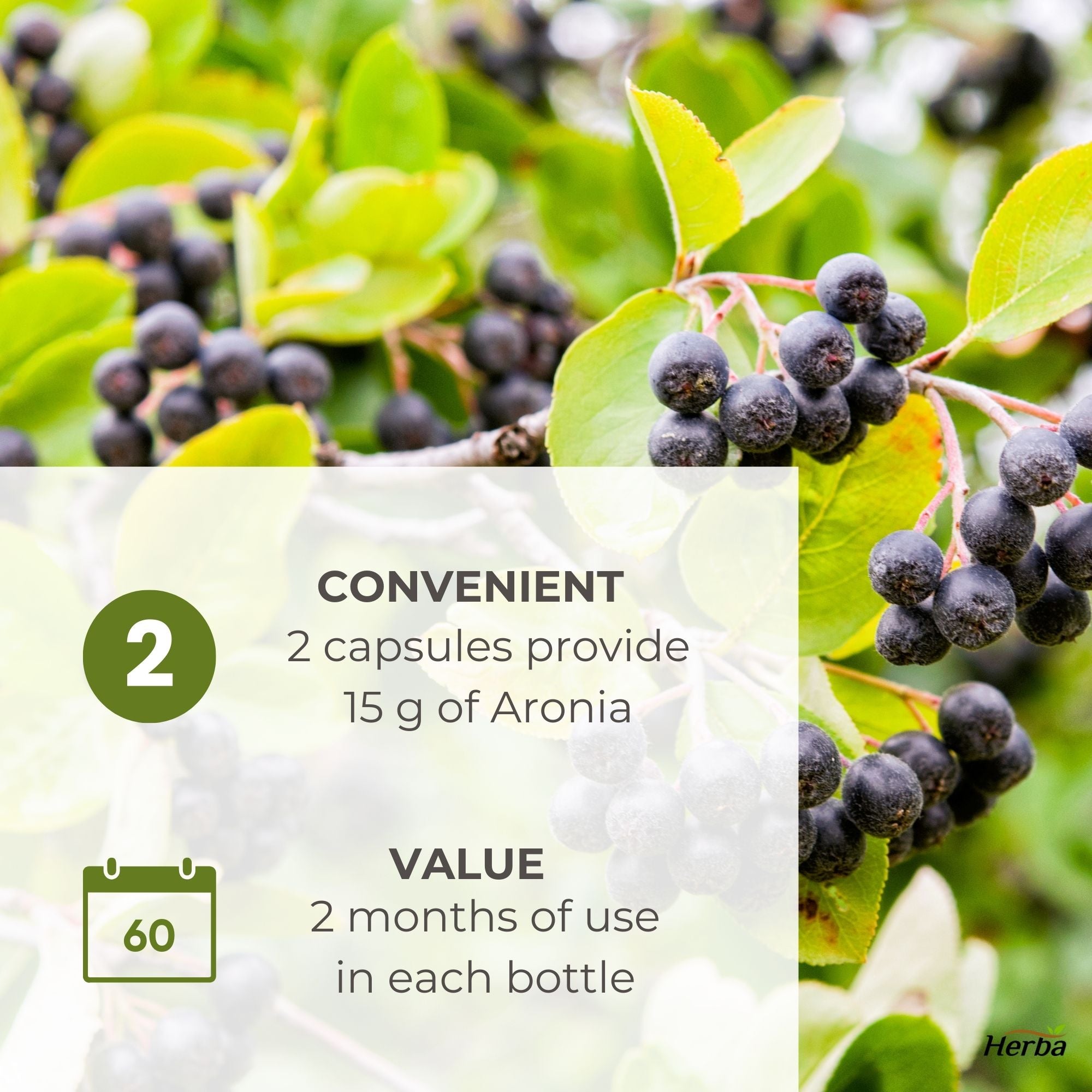 Aronia Berry Extract 250mg – 120 Capsules | 7500mg Fruit Equivalent | 30:1 Aronia Extract Supplement