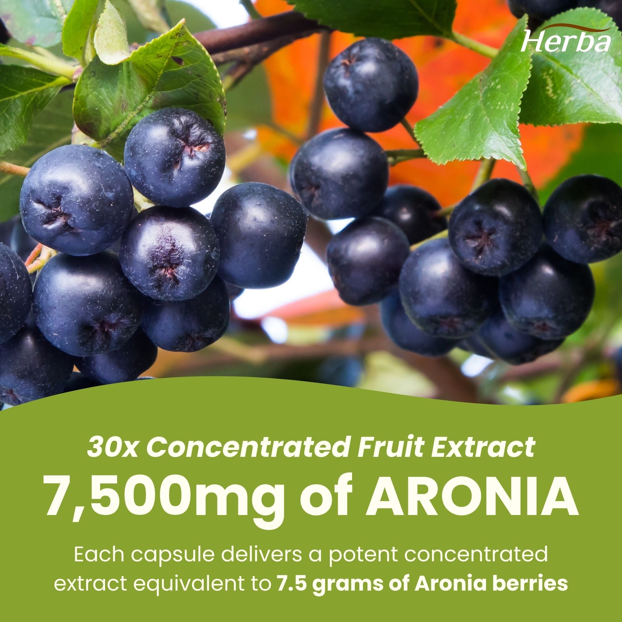 Aronia Berry Extract 250mg – 120 Capsules | 7500mg Fruit Equivalent | 30:1 Aronia Extract Supplement