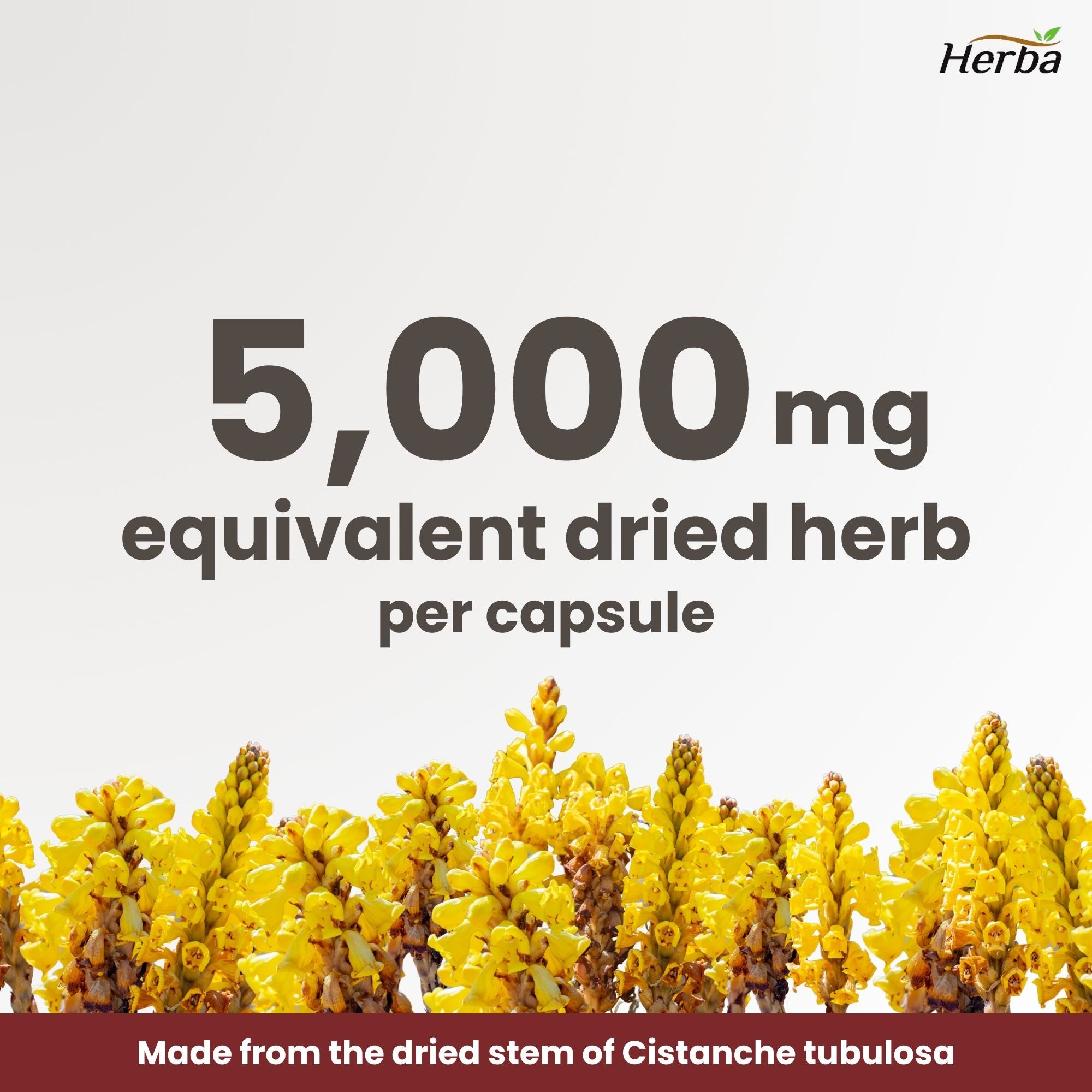 Capsules de Cistanche Tubulosa – 120 Capsules | 5 000 mg Équivalent | Extrait 10:1 | Fabriqué au Canada