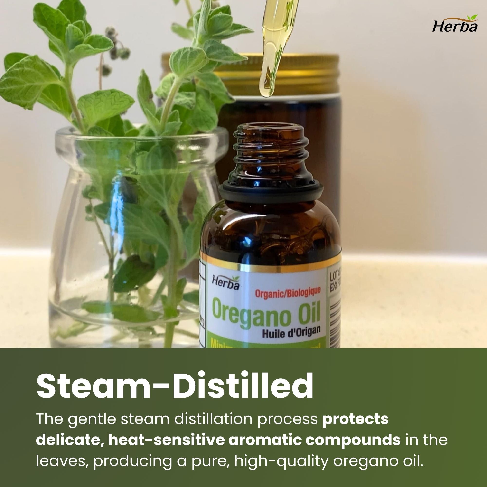 Organic Oregano Oil Drops - 30mL