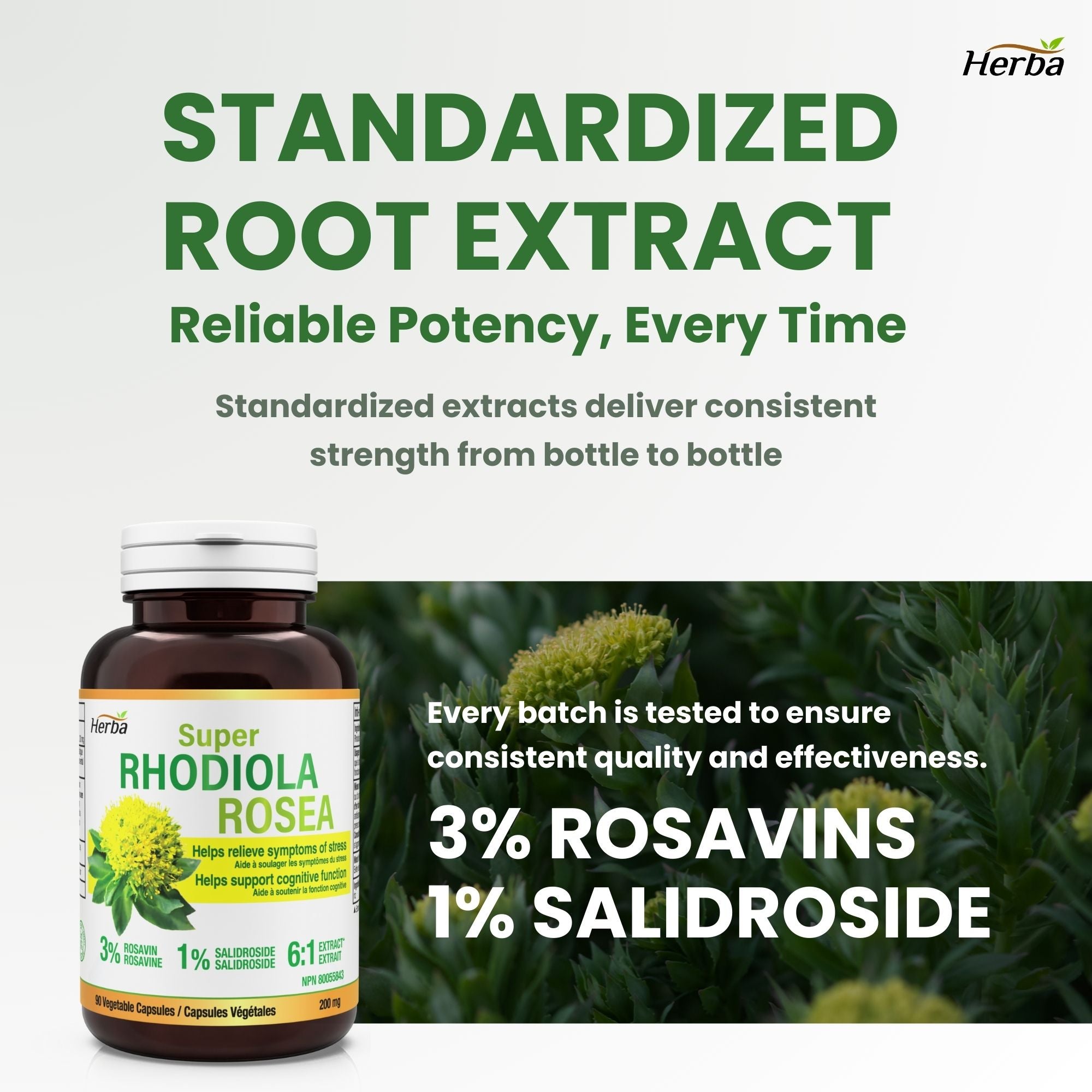 Rhodiola Rosea Supplement 200mg - 90 Vegetable Capsules | Made in Canada – 3% Rosavins and 1% Salidrosides