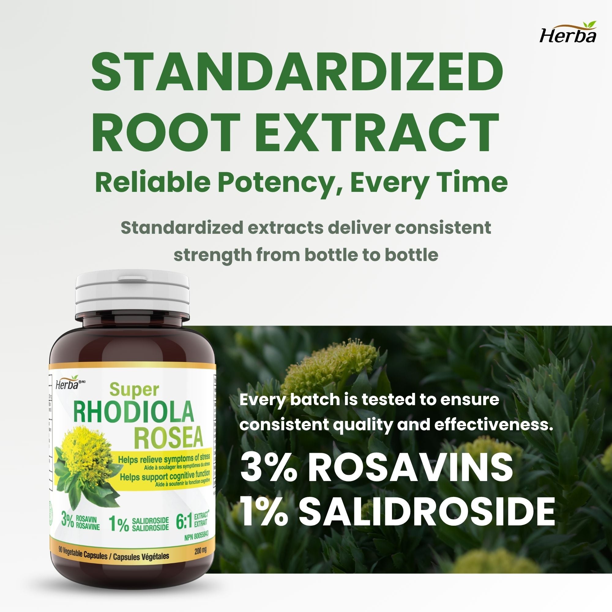 Rhodiola Rosea Supplement 200mg - 90 Vegetable Capsules | Made in Canada – 3% Rosavins and 1% Salidrosides