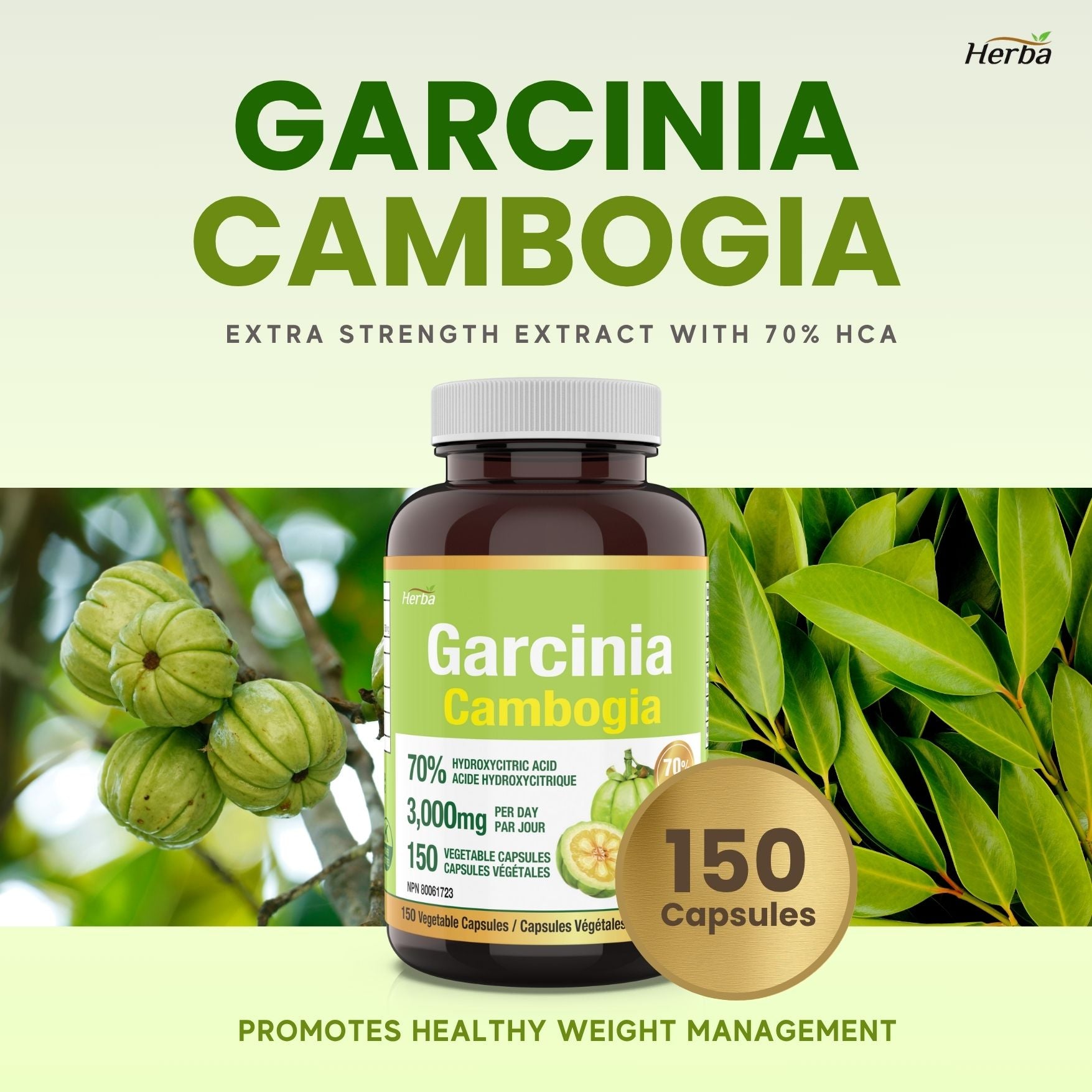 Garcinia Cambogia Extract – 70% HCA | 150 Vegetable Capsules – Herba