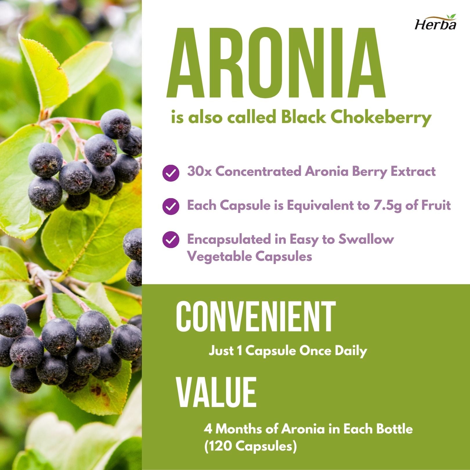 Herba Aronia Berry Extract 250mg – 120 Capsules | 7500mg Fruit Equivalent | 30:1 Aronia Extract Supplement