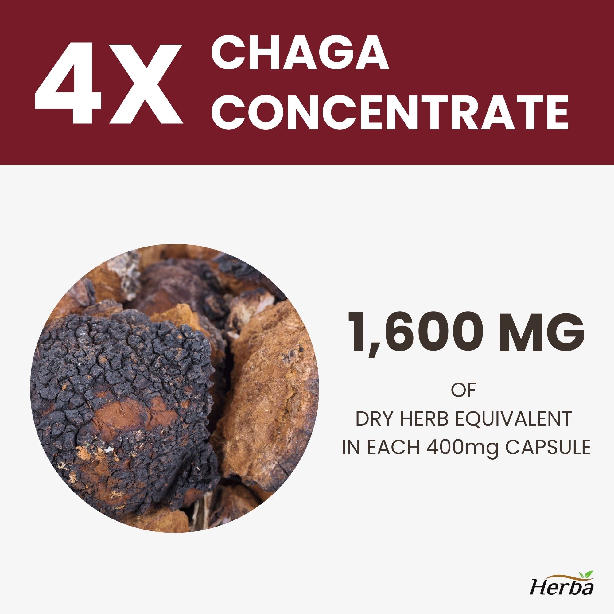 Gélules de champignon Chaga 400 mg - 120 gélules végétales | Concentré élevé 4:1