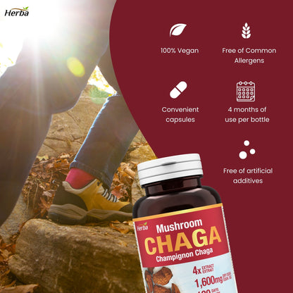Gélules de champignon Chaga 400 mg - 120 gélules végétales | Concentré élevé 4:1