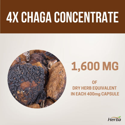 Herba Chaga Mushroom Capsules 400mg - 120 Vegetable Capsules | 4:1 High Concentrate