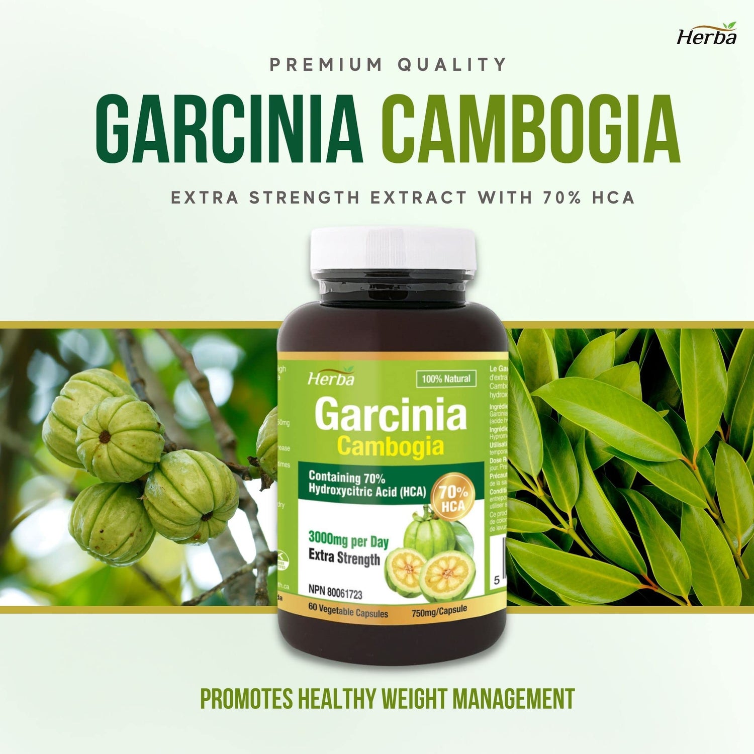 Herba Garcinia Cambogia Extract – 70% HCA  | 150 Vegetable Capsules