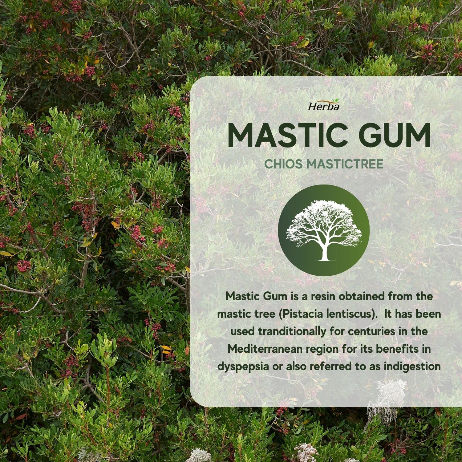 Heba Mastic Gum 500mg - 120 Capsules | Made in Canada