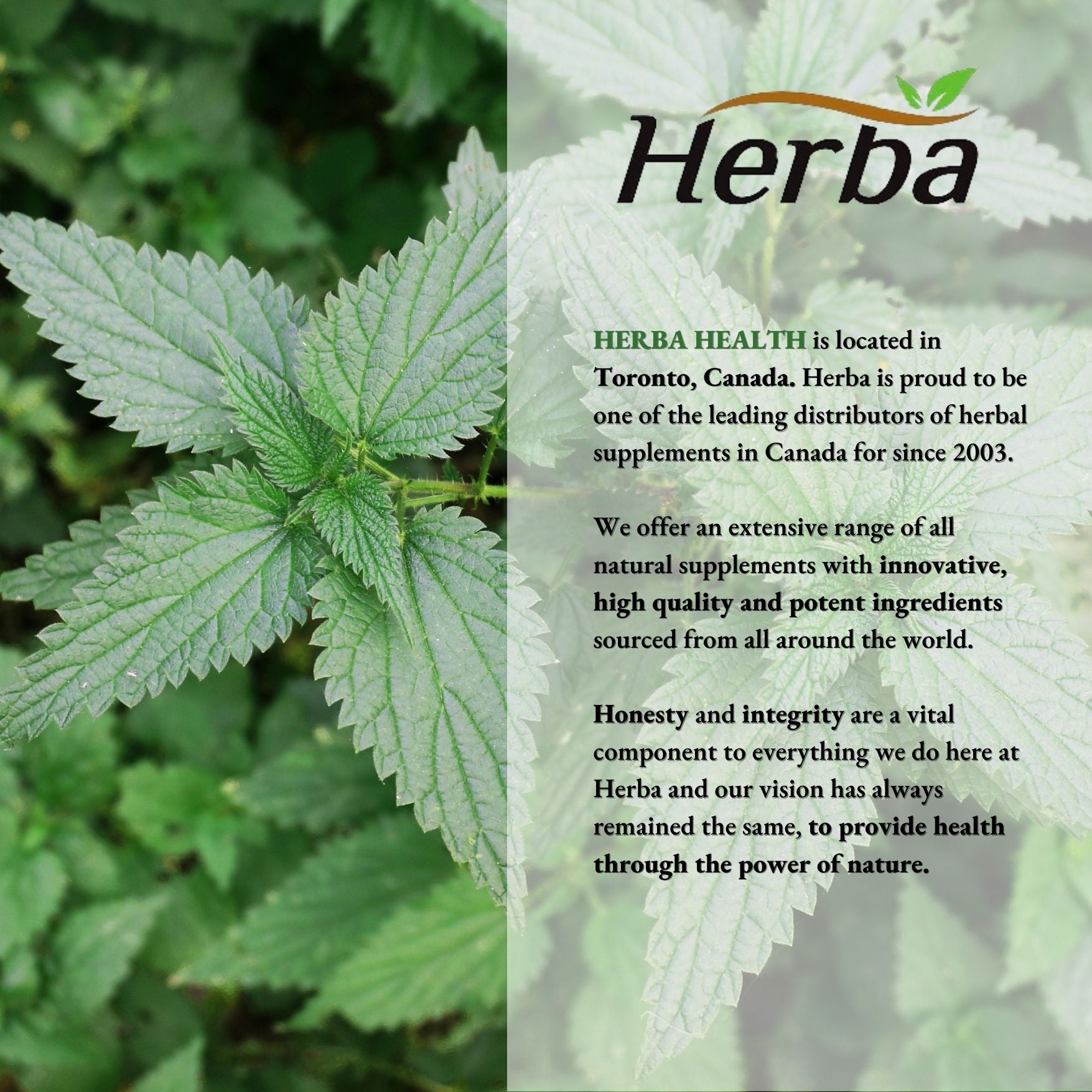 Herba Montmorency Tart Cherry Powder – 150g | 100% Organic