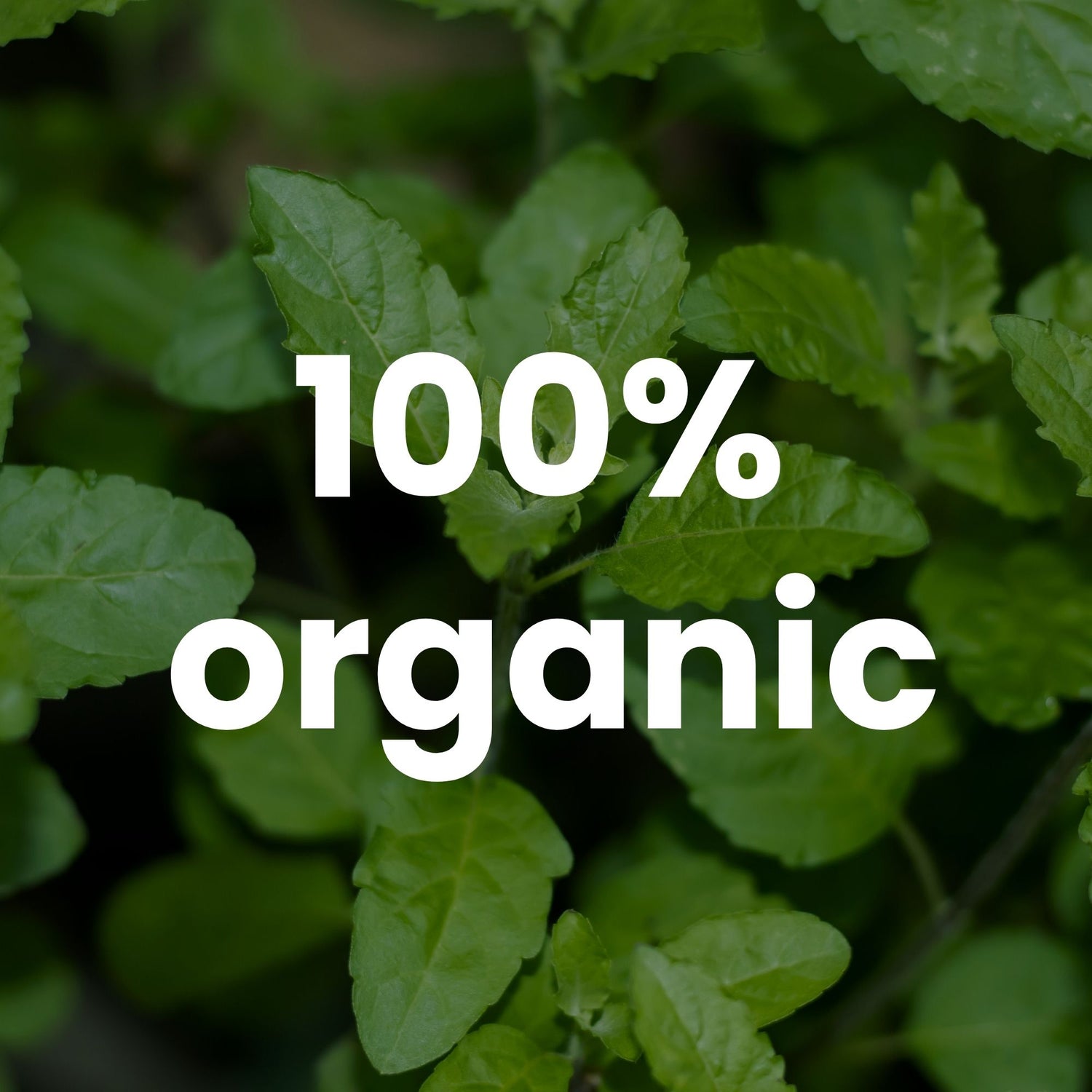 Organic Holy Basil Capsules – 350mg | 120 Vegetable Capsules