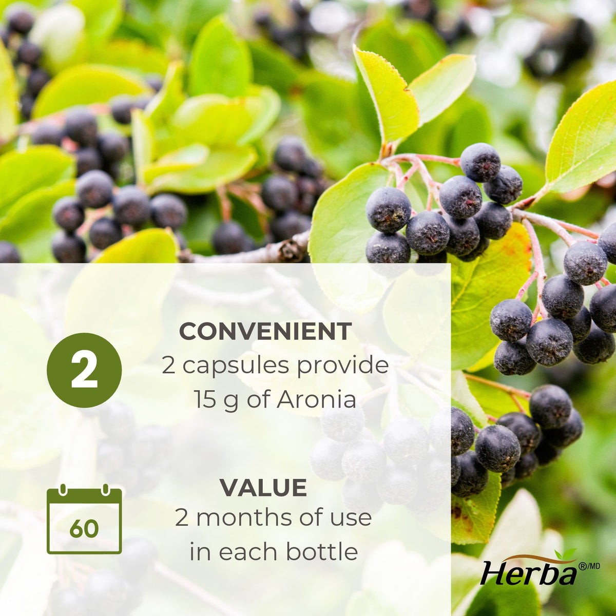 Aronia Berry Extract 250mg – 120 Capsules | 7500mg Fruit Equivalent | 30:1 Aronia Extract Supplement