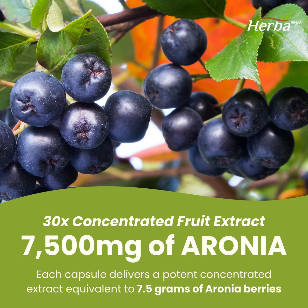 Aronia Berry Extract 250mg – 120 Capsules | 7500mg Fruit Equivalent | 30:1 Aronia Extract Supplement