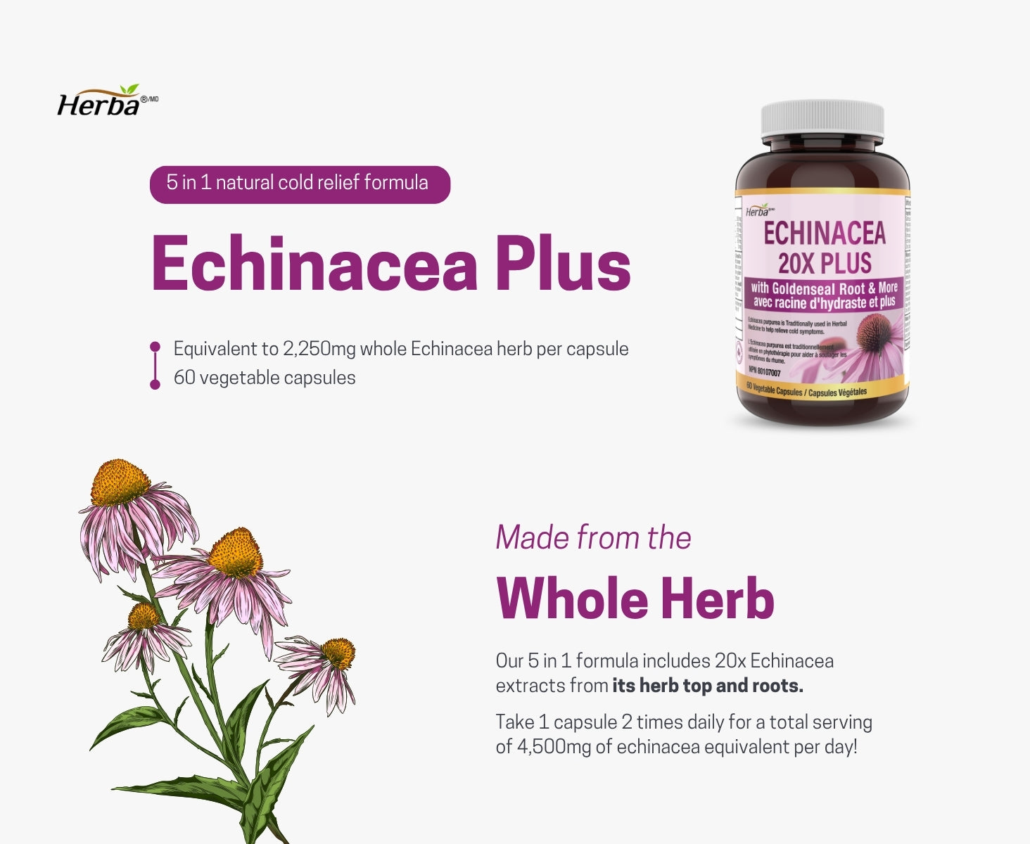 BioAroma Echinacea Extract 2本セット Echinacea 4500mg - 60 Vegetable Capsules | Herba