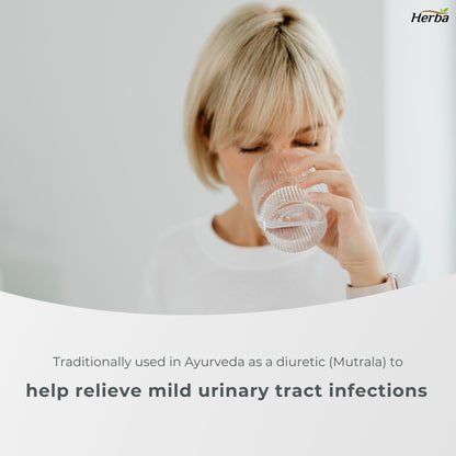 Chanca Piedra Extract - 180 Capsules | 5,000mg Equivalent | 10:1 Extract from 500mg | Spanish for "Stone Breaker" | Made in Canada