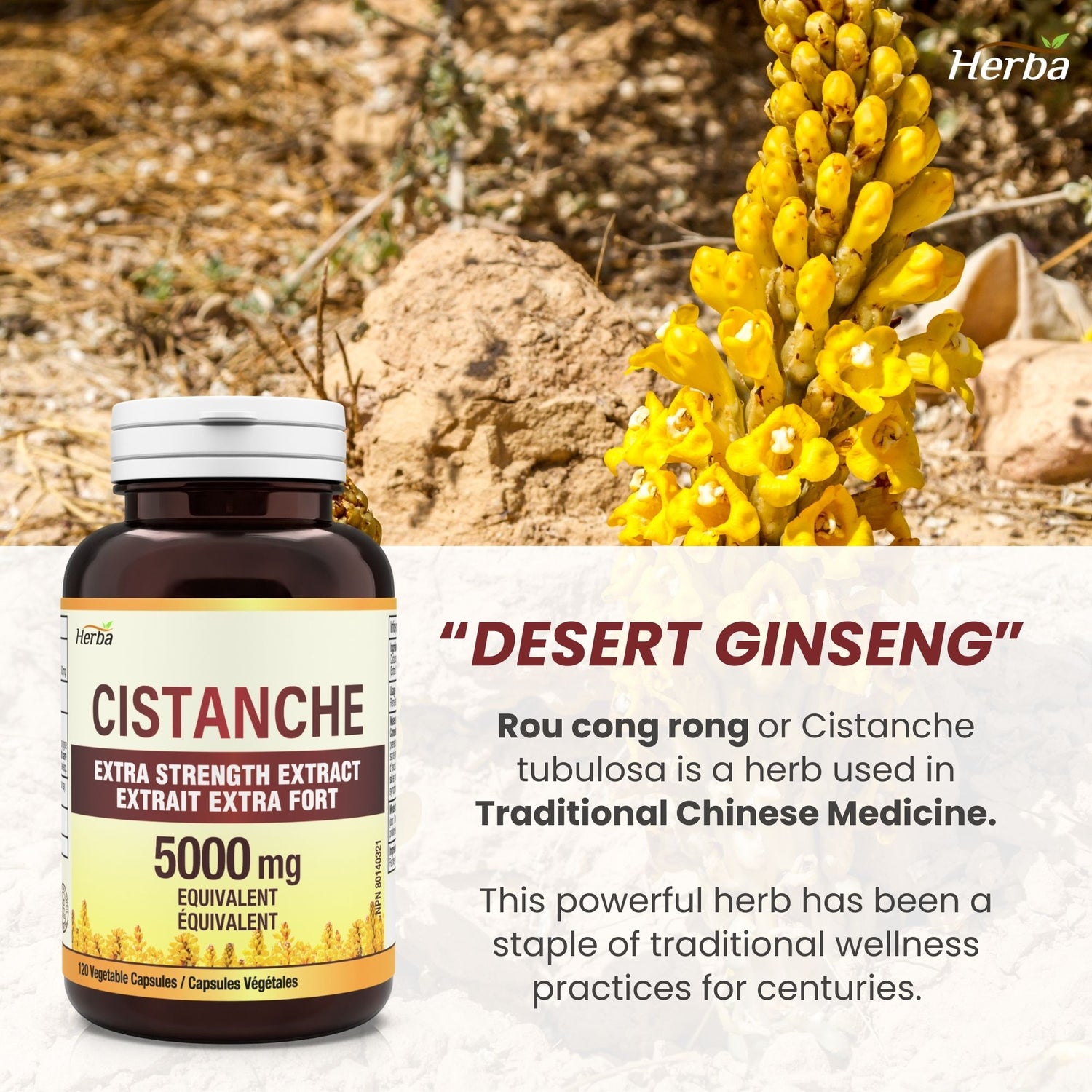 Cistanche Tubulosa Capsules – 120 Capsules | 5,000mg Equivalent | 10: 1 Extract | Made in Canada