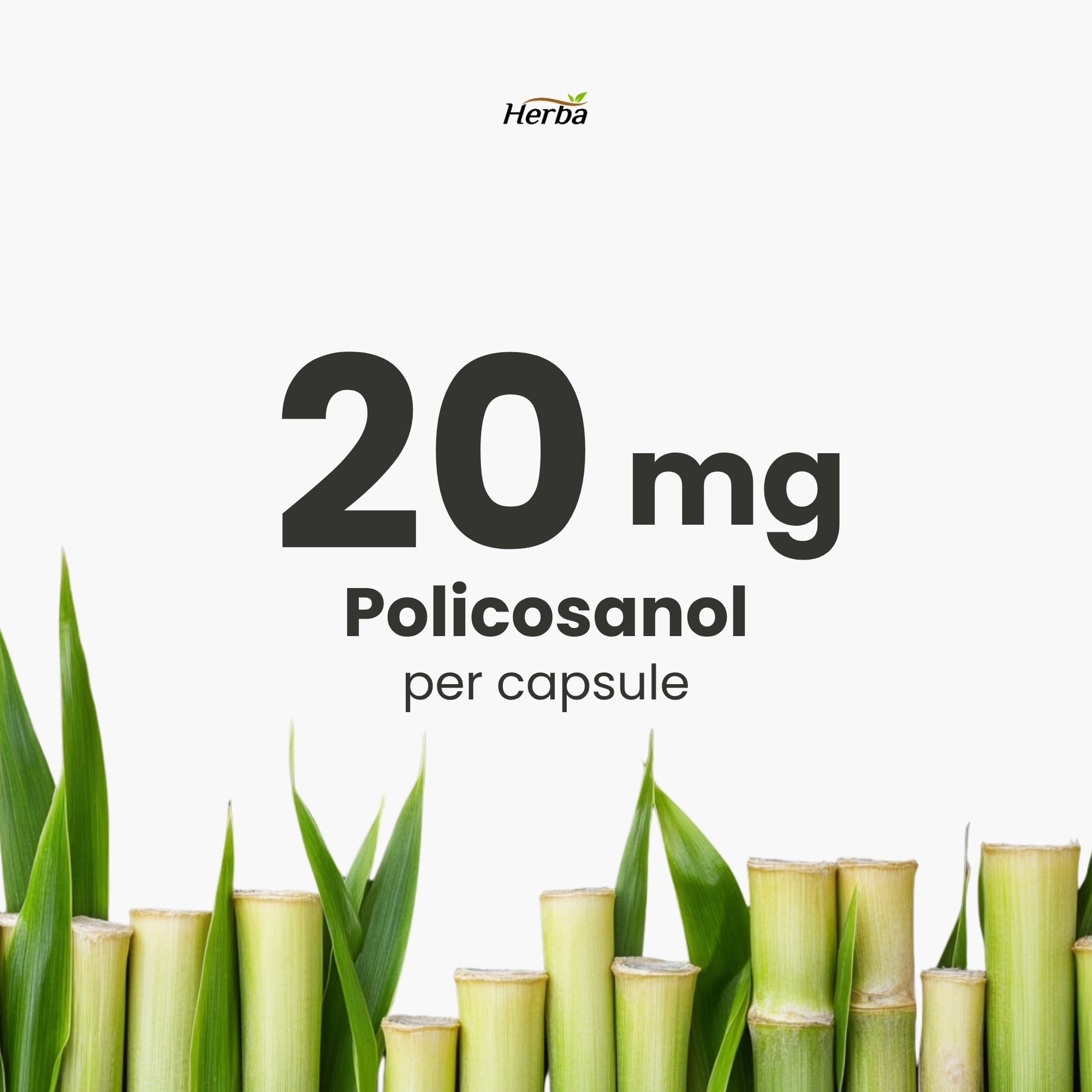 Policosanol 20 mg avec fenugrec et esters de stérols végétaux - 120 gélules végétales