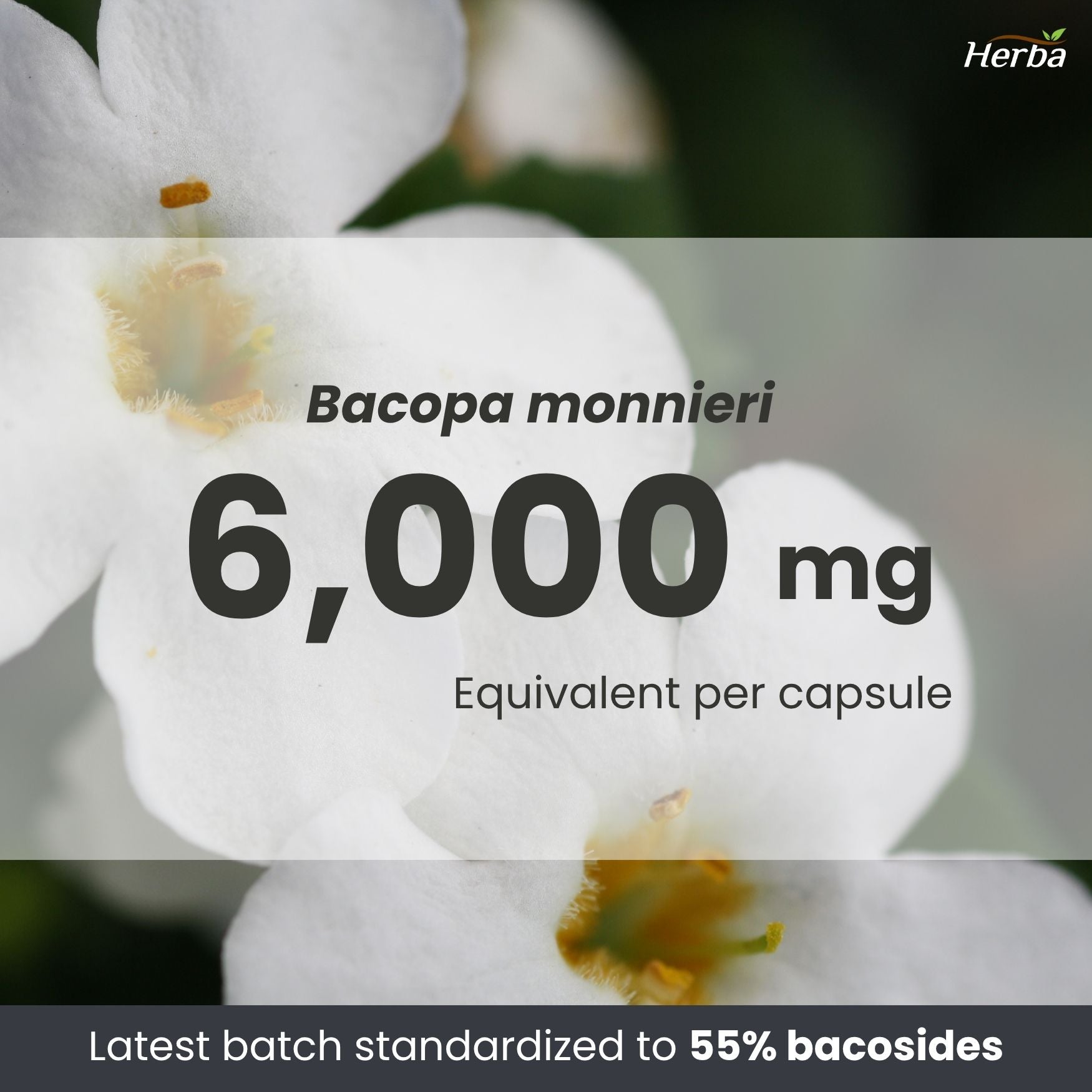 Bacopa Monnieri Supplement – 120 Capsules | 300mg, 20:1 Extract - 6,000mg Equivalent | Made in Canada
