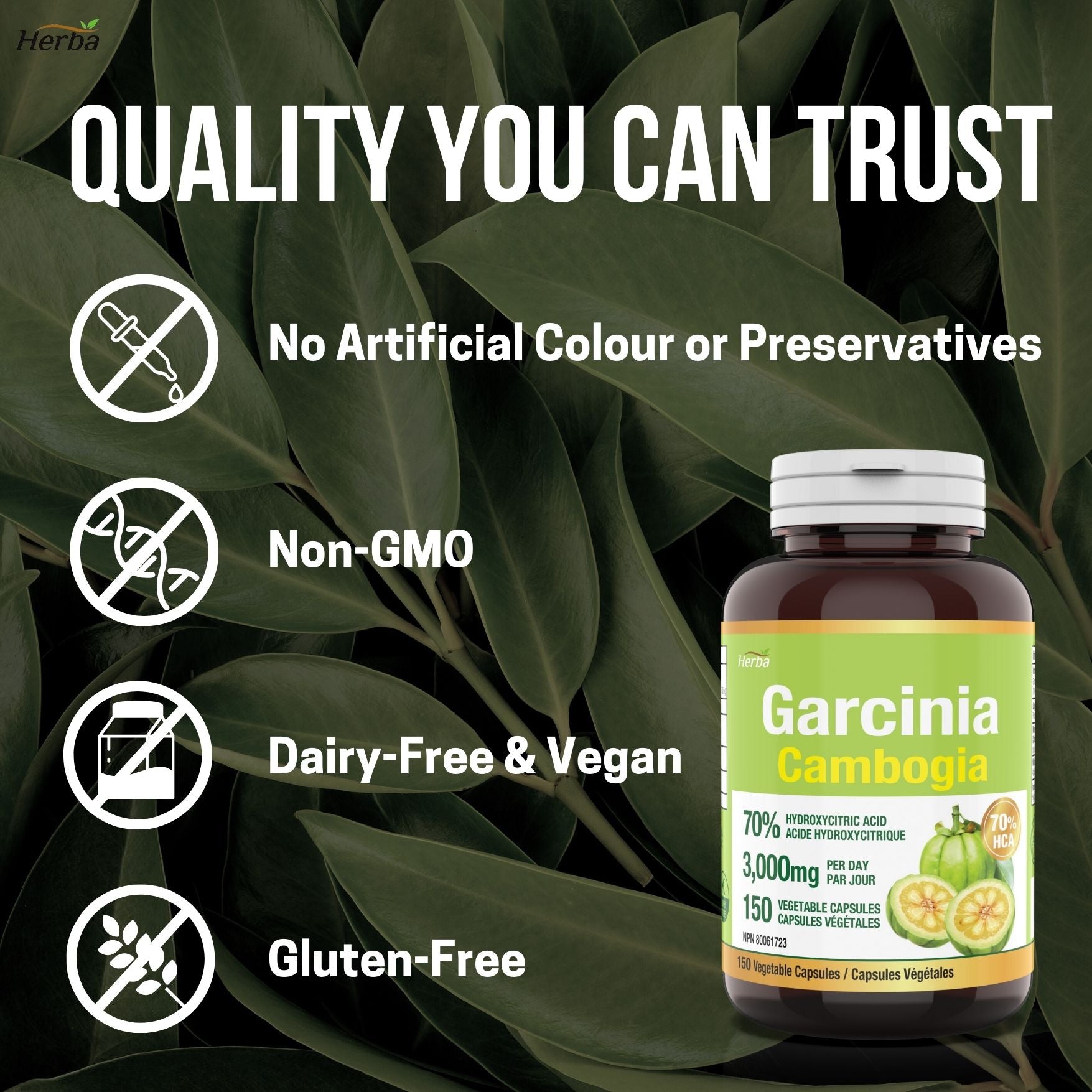 Garcinia Cambogia Extract – 70% HCA  | 150 Vegetable Capsules