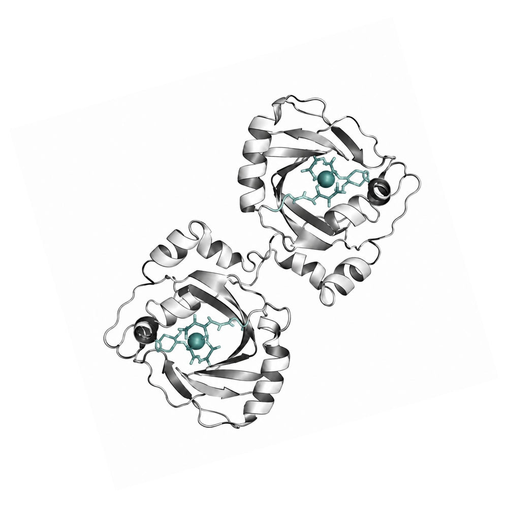 How Lactoferrin Works
