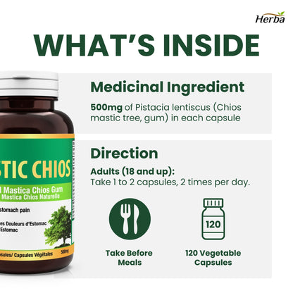 Gomme de mastic 500 mg - 120 capsules | Fabriqué au Canada