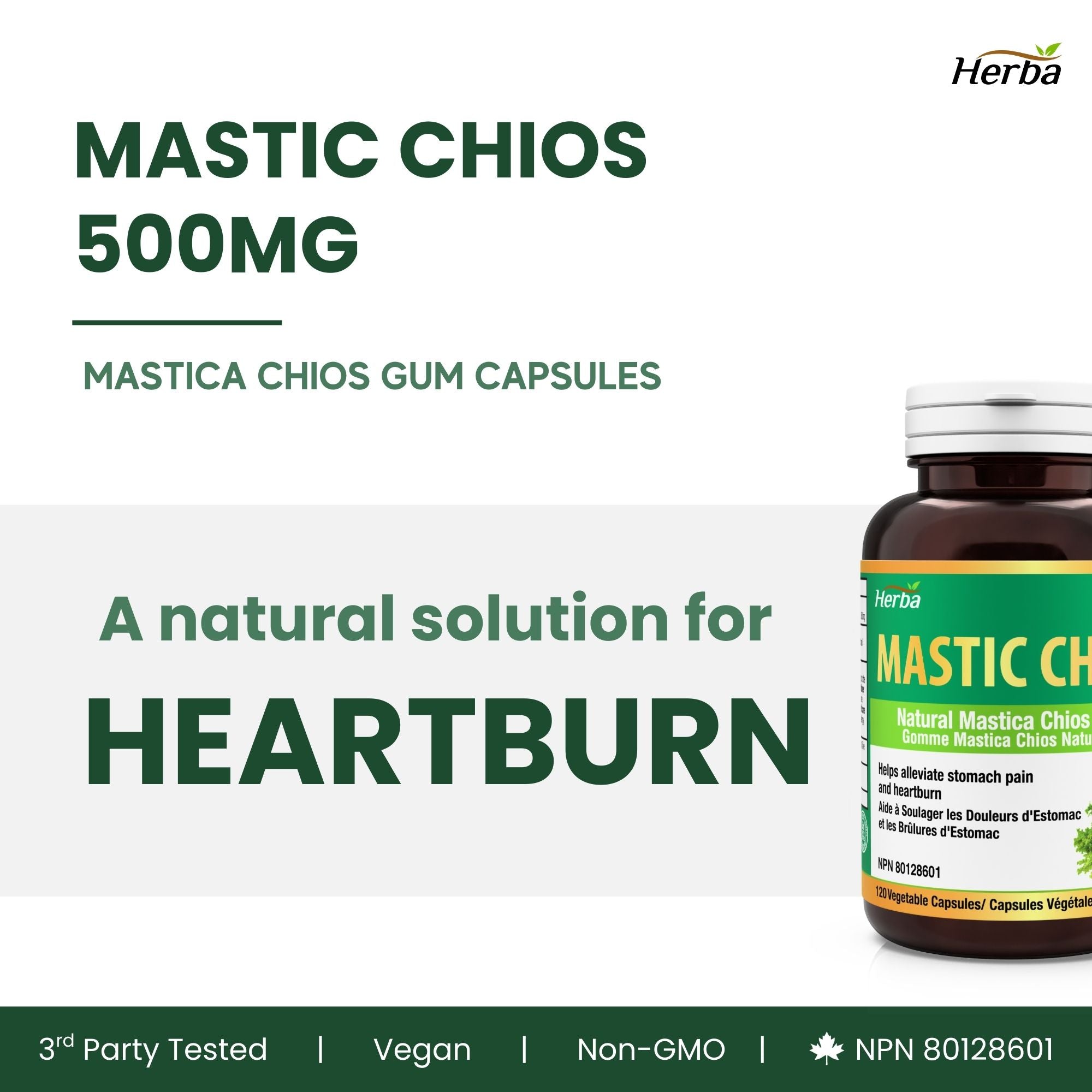 Gomme de mastic 500 mg - 120 capsules | Fabriqué au Canada