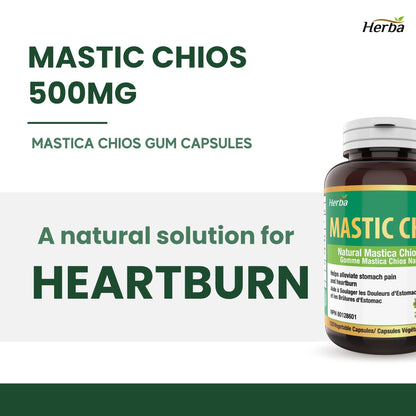 Gomme de mastic 500 mg - 120 capsules | Fabriqué au Canada