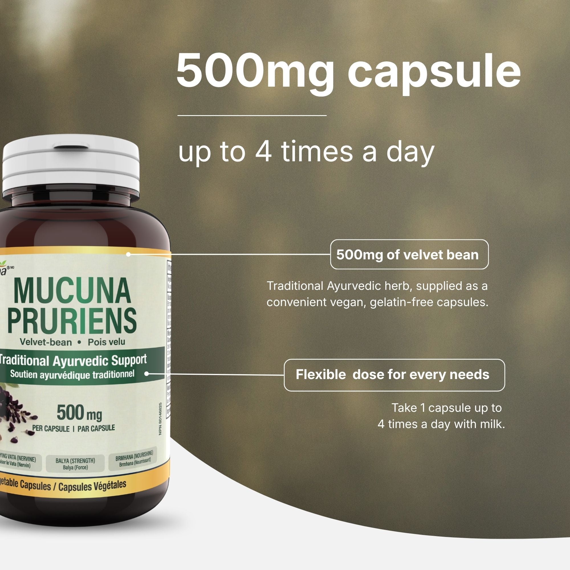 Mucuna Pruriens 500mg - 120 Capsules | Fabriqué au Canada