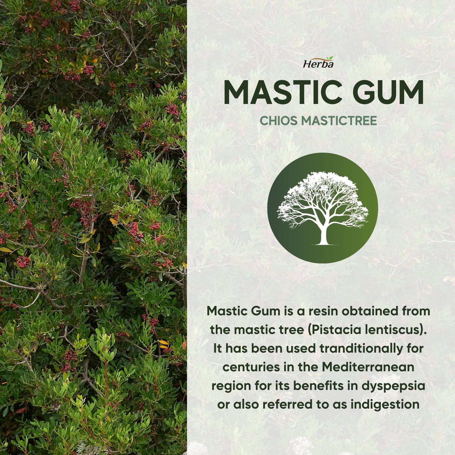 Gomme de mastic 500 mg - 120 capsules | Fabriqué au Canada