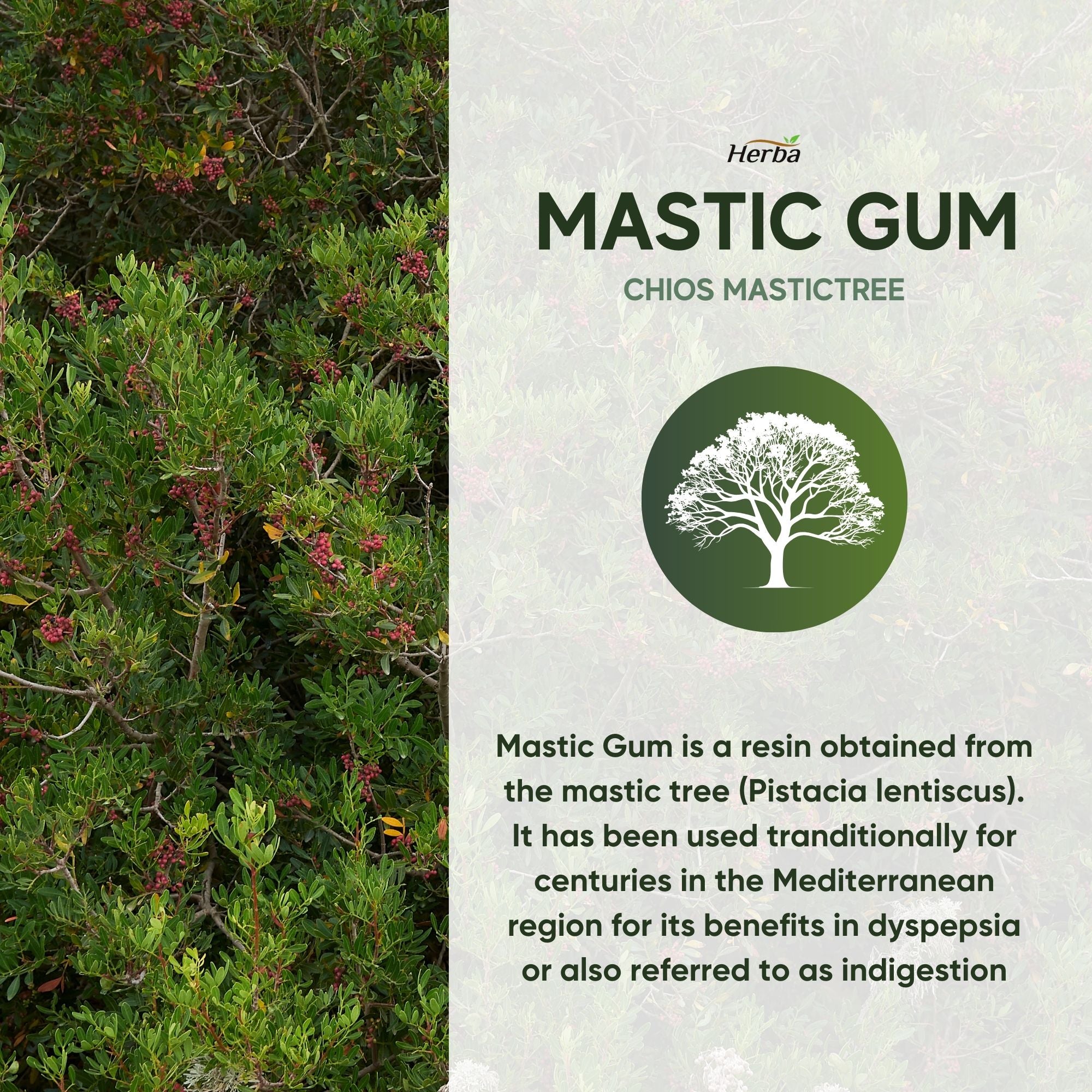Gomme de mastic 500 mg - 120 capsules | Fabriqué au Canada