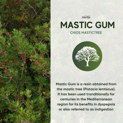 Gomme de mastic 500 mg - 120 capsules | Fabriqué au Canada