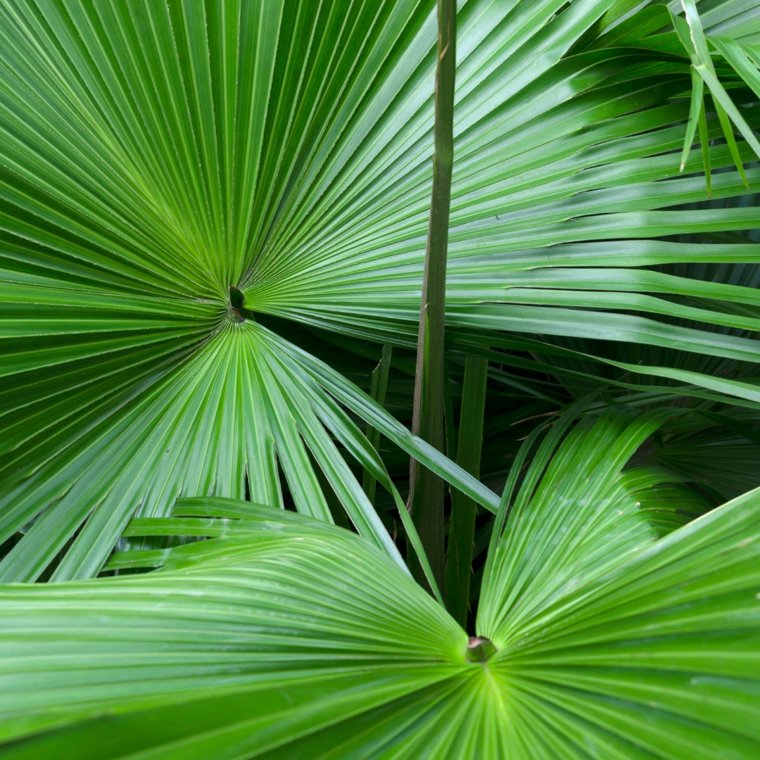 Saw Palmetto Fruit Extract