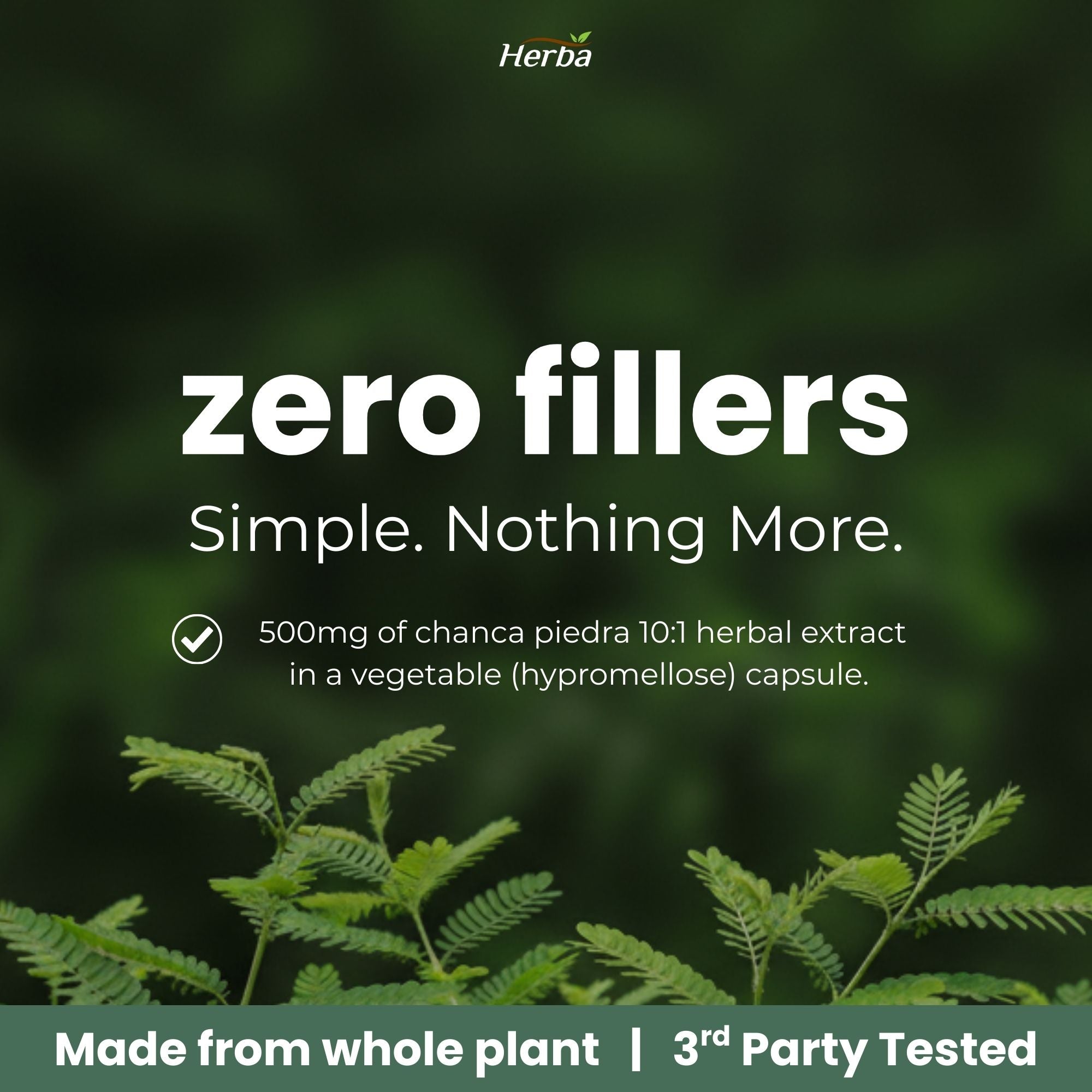 Chanca Piedra Extract - 180 Capsules | 5,000mg Equivalent | 10:1 Extract from 500mg | Spanish for "Stone Breaker" | Made in Canada